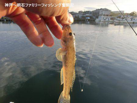 ハゼのシーズンになったか？