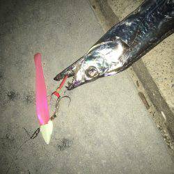 本日は海太刀魚ならぬ川太刀魚！？