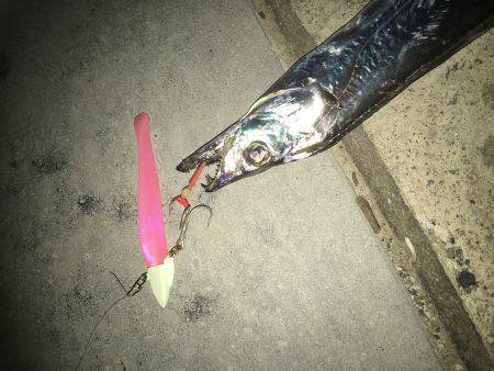 本日は海太刀魚ならぬ川太刀魚！？