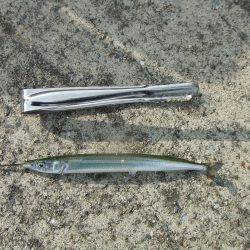 南芦屋浜 サヨリ爆超 楽しい!楽しい!