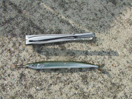 南芦屋浜 サヨリ爆超 楽しい!楽しい!