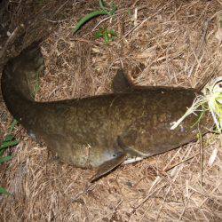 夏の癒やし釣行もいよいよ終盤に