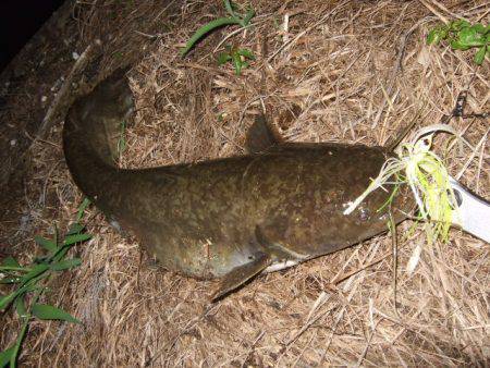 夏の癒やし釣行もいよいよ終盤に