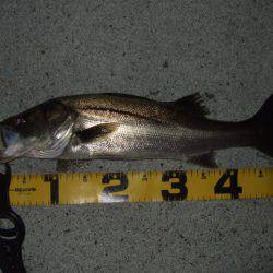 まさかのランカー