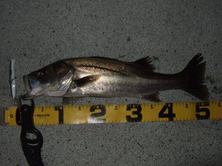 まさかのランカー