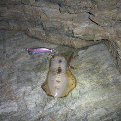 大潮なのにシブイ