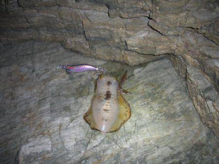 大潮なのにシブイ