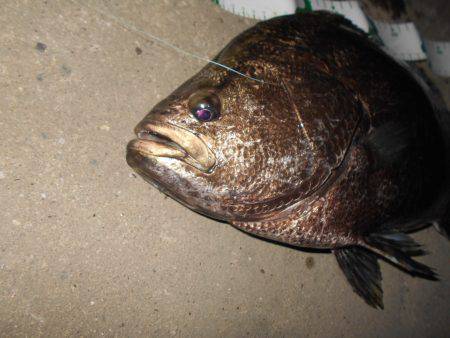 シーバス狙いでマツダイがヒット。