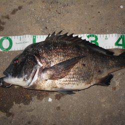 サヨリパターンでヒット♪。