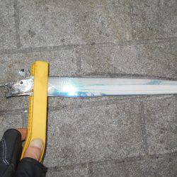 早朝のタチウオ。