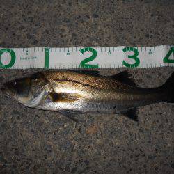 淀川シーバスも上向きか？。