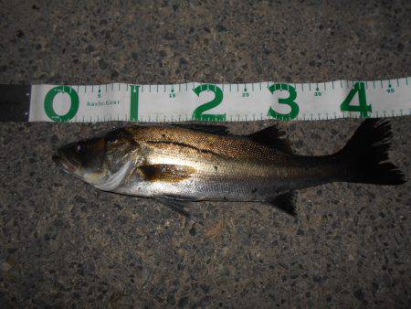 淀川シーバスも上向きか？。