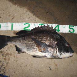 チヌにもサヨリパターンが有る?。