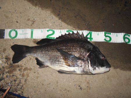 チヌにもサヨリパターンが有る?。