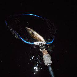 渋くなってきた…。