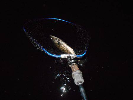 渋くなってきた…。