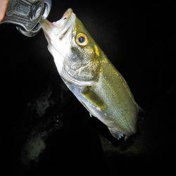 リバーシーバス