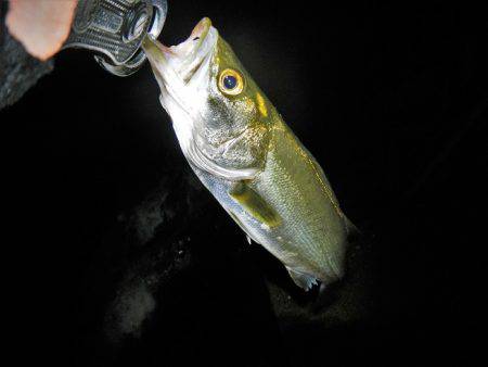 リバーシーバス