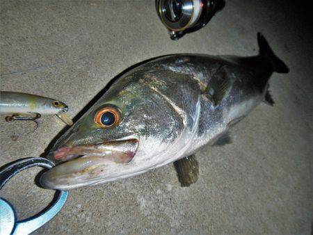 寄り道シーバス