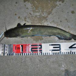 シーバス釣れずナマズ