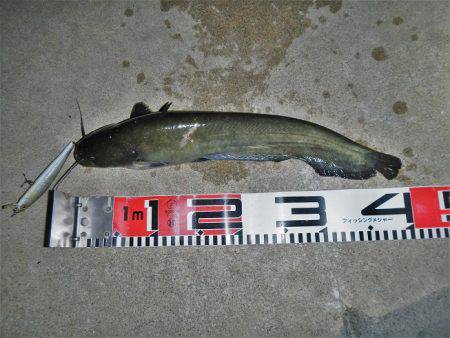 シーバス釣れずナマズ