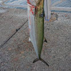 小さめのサゴシ！