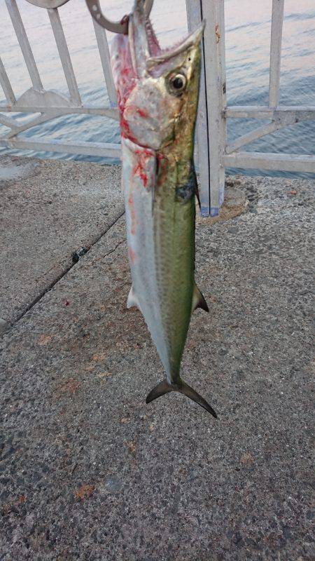 小さめのサゴシ！