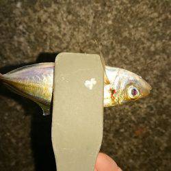 アジング&エギング