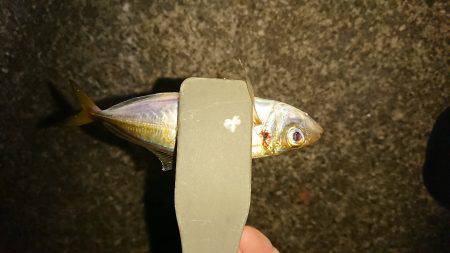 アジング&エギング