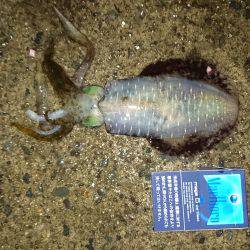 エギング、アオリイカ。