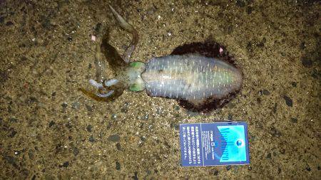 エギング、アオリイカ。