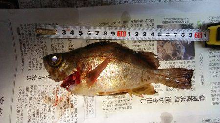 久しぶりの好釣