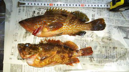 寒くなって釣れなくなったと思ったヤツが！