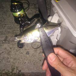 またまたアジング