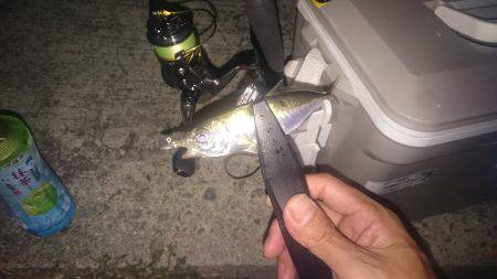 またまたアジング