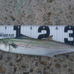 トリプルスリー？達成❗