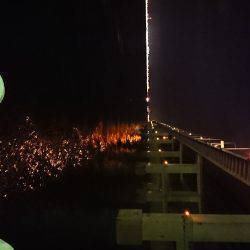 サーベルフィッシュ