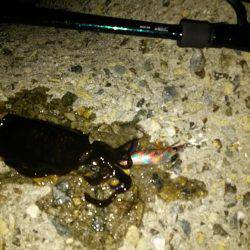 ナイターエギング