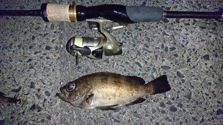 メバル狙いで❗