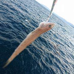 敦賀半島新子調査