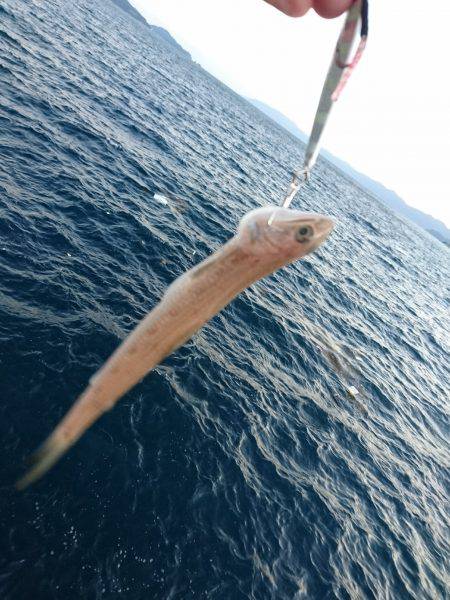 敦賀半島新子調査