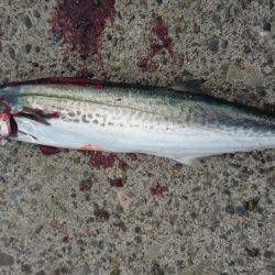 北港釣り公園にて