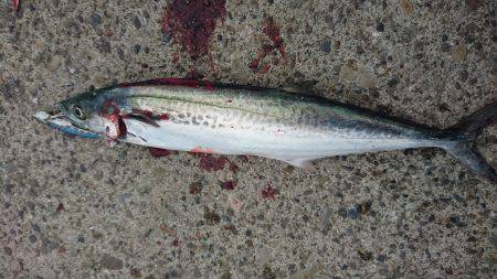 北港釣り公園にて