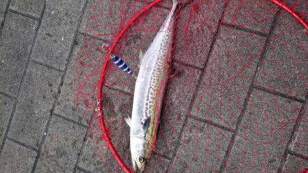 ファミリーフィッシング