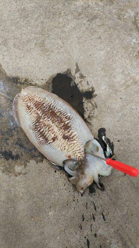 邪道エギングで！！