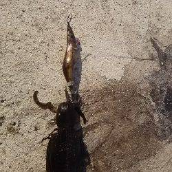 貝塚人工島で新子2杯get