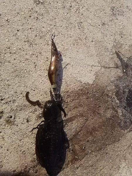 貝塚人工島で新子2杯get