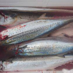 ハマチに見放された男