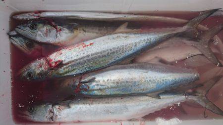 ハマチに見放された男