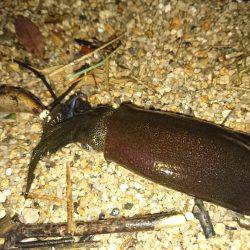 サーフの秋イカは…